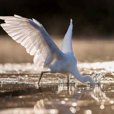 Chercheur d'or par jeromebouet