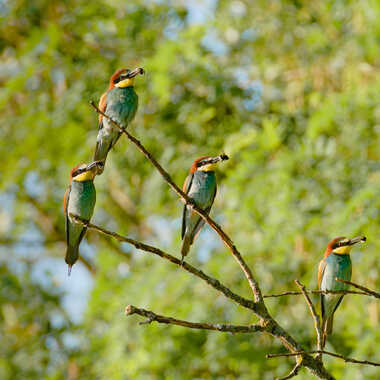 A chacun son bourdon par Gaillard