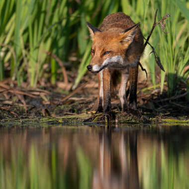 Malicieux regard par jeromebouet