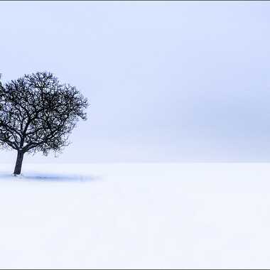 arbre sous la neige par Tich03