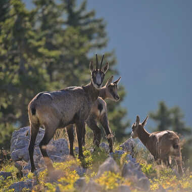 Grand soleil par deneal