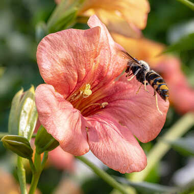 Atterrissage par tinathphoto