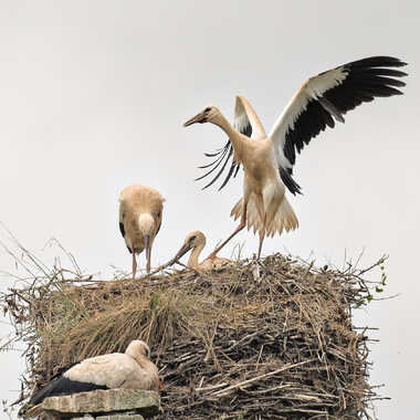 Maman regarde, je vole ! par ERASMUS