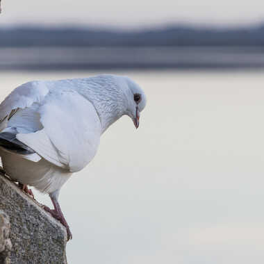 Pigeon blanc par patrick69220