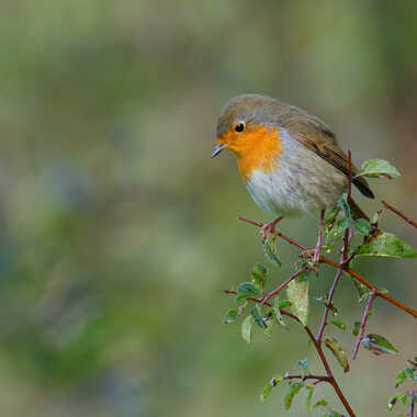 Compagnon des bois... par Gaillard