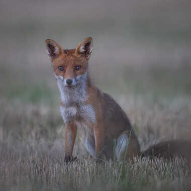 Dans les yeux de Goupil par jeromebouet
