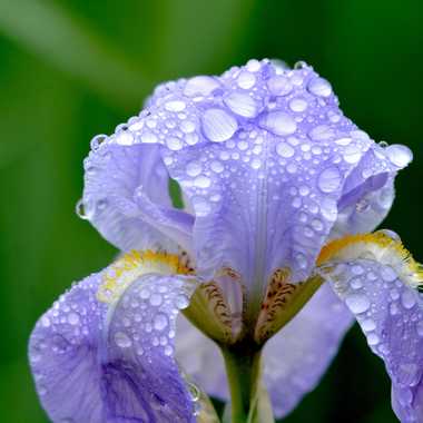 Iris sous la pluie par PAILLE