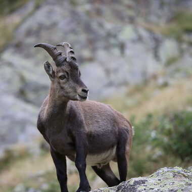 Poètes des cimes. par AV1960