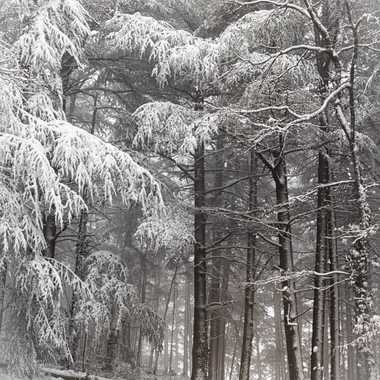 Chemin forestier sous la neige par patrick69220
