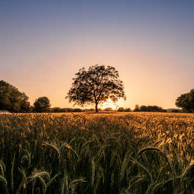 L'arbre couchant par pietro38