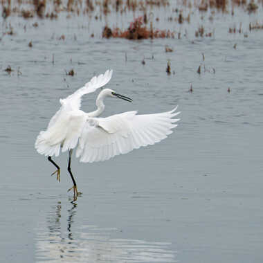 Le pas de danse... par Philgreffe