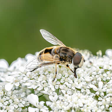 Eristalis par tinathphoto