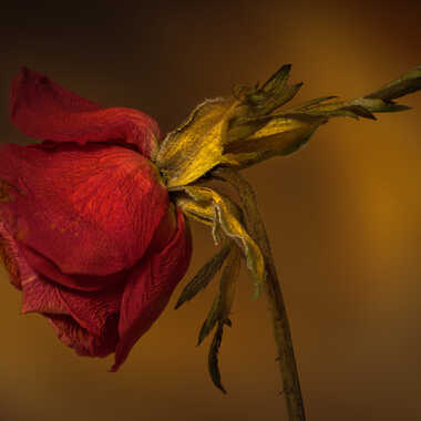 Mon ami la Rose !! par midouche