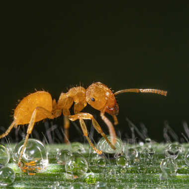 Toujours la Fourmi! par JeBricole