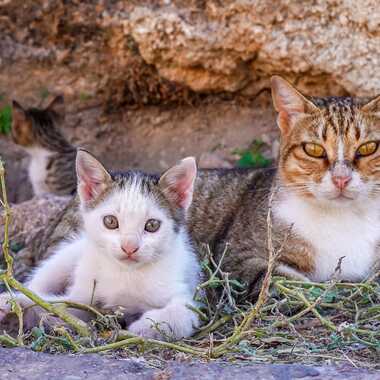 Gagnant du Concours Photo Bébés animaux