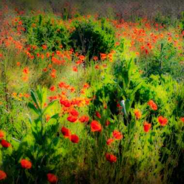 Gagnant du Concours Photo Faisons un peu de paintographie