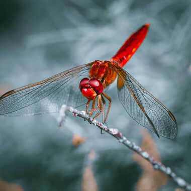 Demoiselle rouge par Chester54