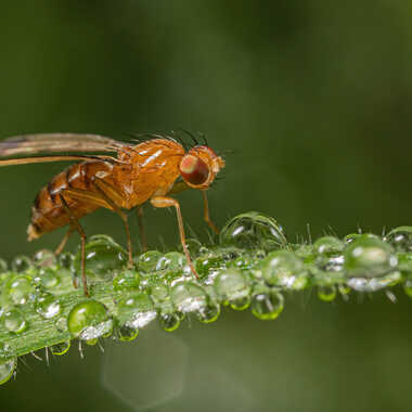 Dans les gouttes! par JeBricole