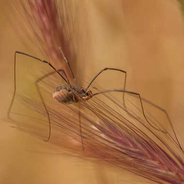 faucheux araignée par genevieve_3824