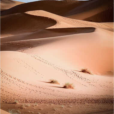 Desert Marocain