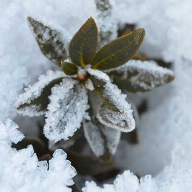 Rhododendron dans la Neige par Adam05