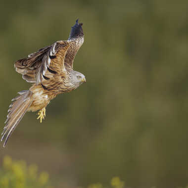 Vol stationnaire par Stefano