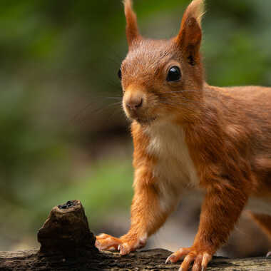 Frimousse ! par Dan_naturephoto