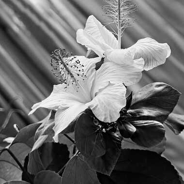 Nature monochrome (20) par ERASMUS