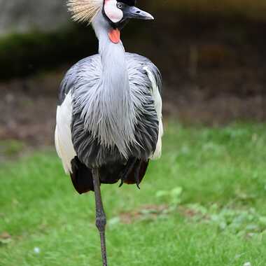 Quand ton coiffeur te dit : 'Je te fais un dégradé... mais seulement sur une patte ! par Jean-Claude_Conquet