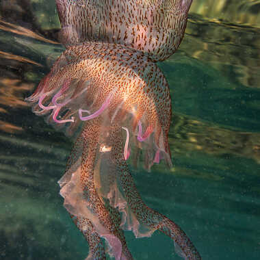 Mauvaise fréquentation ! par Michel06