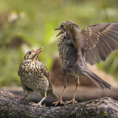 Prise de becs par Stefano