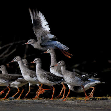 Envolée de chevaliers gambettes par Chester54