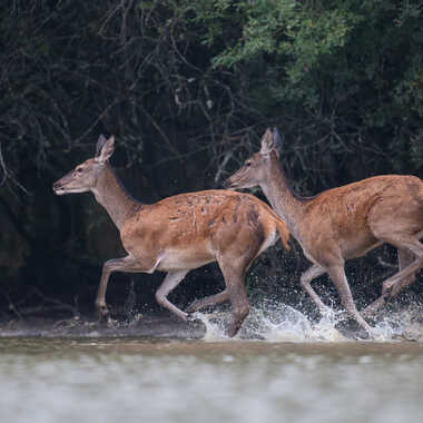 Au galop sur le bord de l'étang par jeromebouet