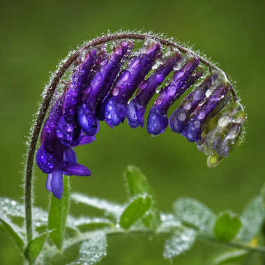 chenille florale par Nikon78