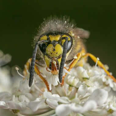 La cueilleuse d'étamines par JeBricole