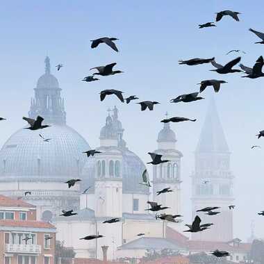 Les oiseaux de Venise par patrick69220