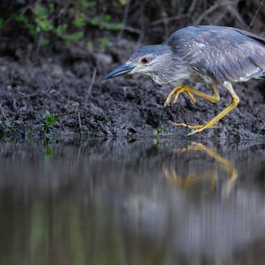 À pas feutrés par jeromebouet