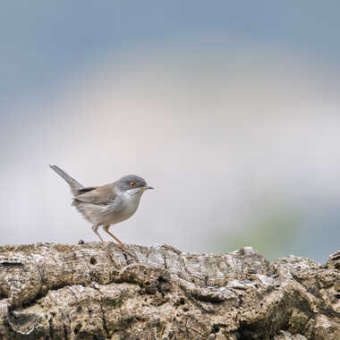 Fauvette mélanocéphale par Barni