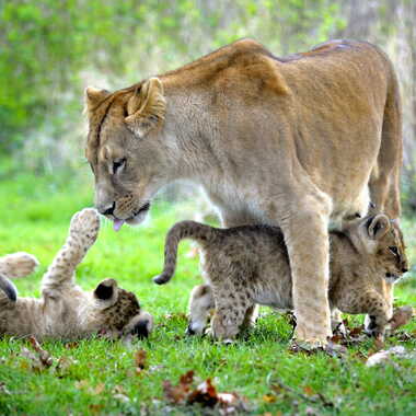 Famille lion par CATALA