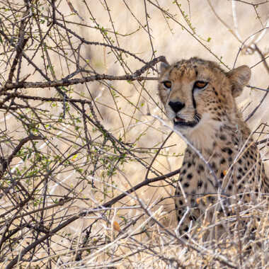 Aux aguets par pietro38