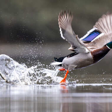 Duck flight par jeromebouet