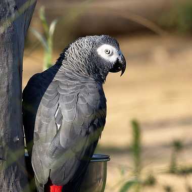 Perroquet du Gabon par patrick69220
