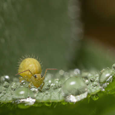 Coco au balcon! par JeBricole