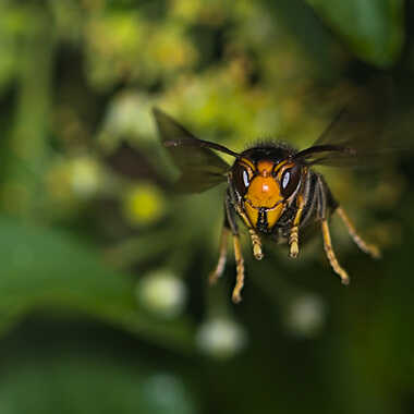 Le Péril jaune par ERASMUS