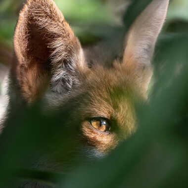 Petit curieux ! par Dan_naturephoto