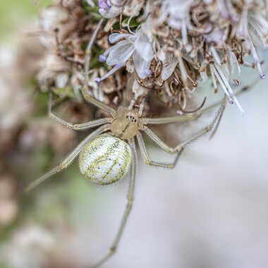 Enoplognatha ovata par tinathphoto