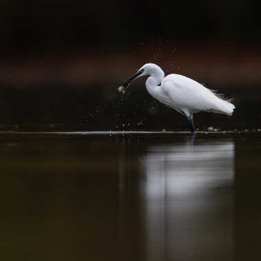 Un poissonnet au menu de la garzette par jeromebouet