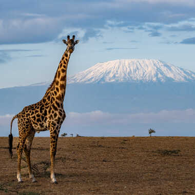 Girafe masaï et Kilimandjaro par Therese.leroy