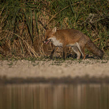 Renard d'eau .... par jeromebouet