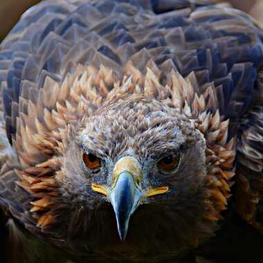 Rapace au carré par mamichat